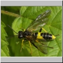 Tenthredo temula - Blattwespe 01.jpg